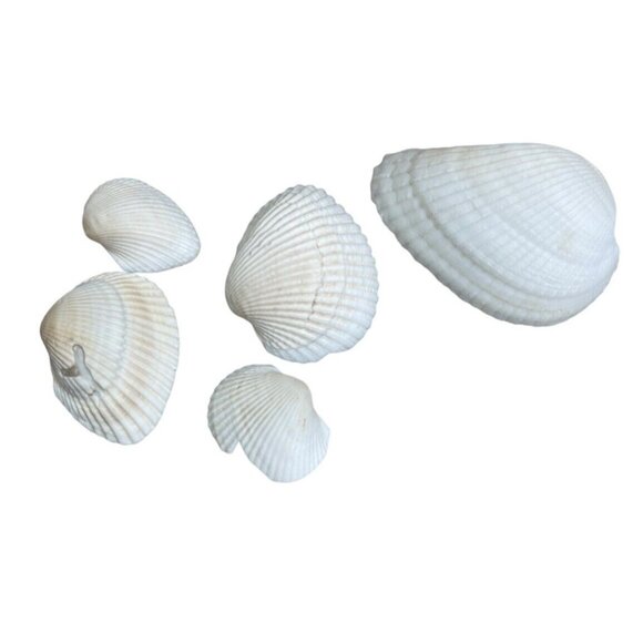 8 oz. Bul Natural Seashells Ocean Small White Clam Shell Crafts - Picture 2 of 5